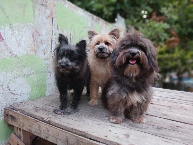 Pomeranian Shihtzu