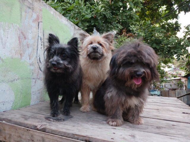 Pomeranian Shihtzu