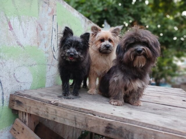 Pomeranian Shihtzu