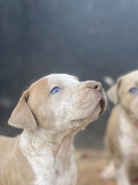 Full Breed Red Nose Pitbull Puppies Need New Homes