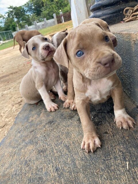 Full Breed Red Nose Pitbull Puppies Need New Homes