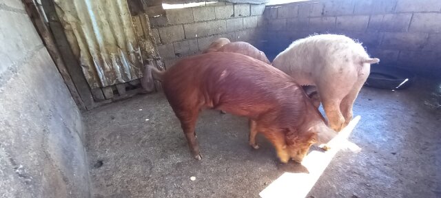 Pigs