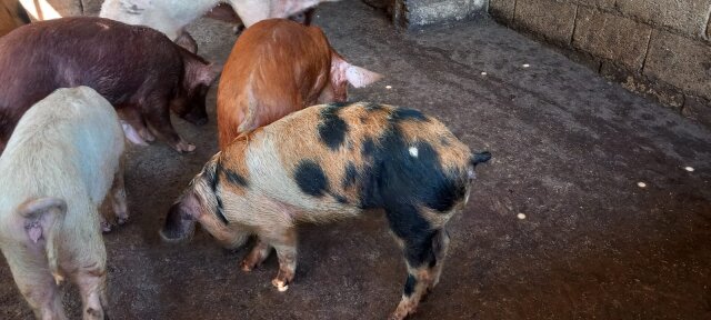 Pigs