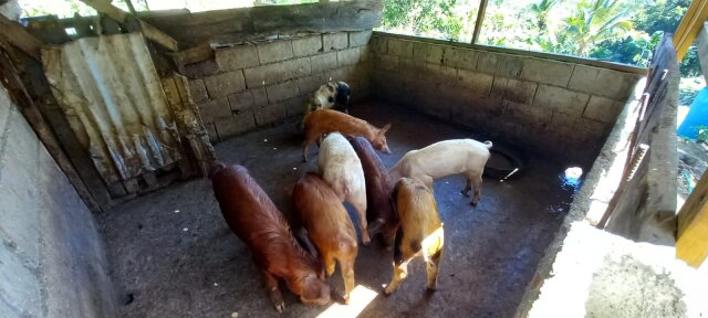 Pigs