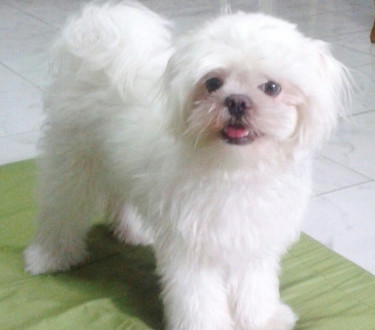 Shihtzu Fully Vaccinated Male Pure Breed