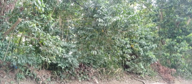 80 Acres Of Land For Sale In Westmoreland 