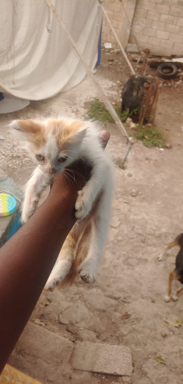 Fluffy Cat