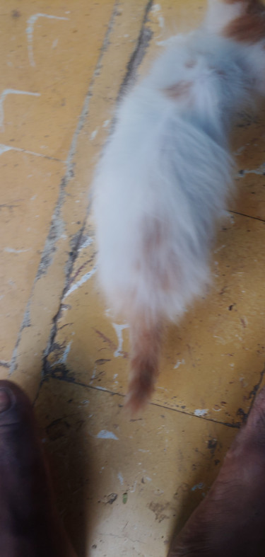Fluffy Cat