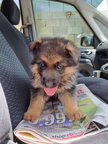 Purebred Registered German Shepherd Pups 