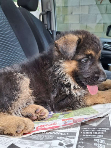Purebred Registered German Shepherd Pups 