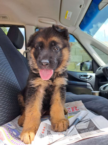 Purebred Registered German Shepherd Pups 