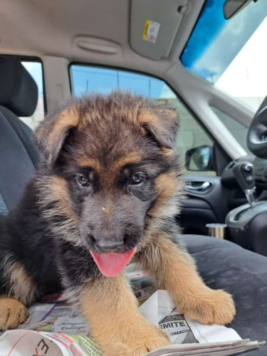 Purebred Registered German Shepherd Pups 
