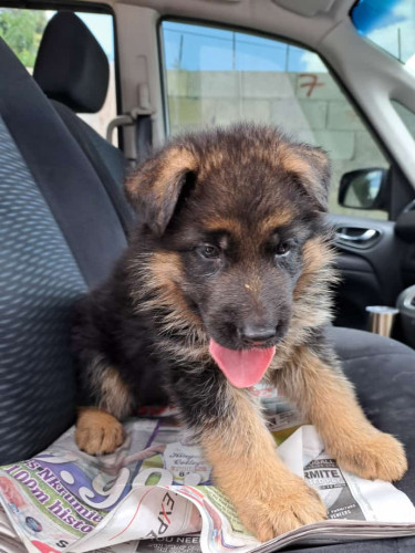 Purebred Registered German Shepherd Pups 