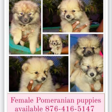 Female Pomeranian Puppies 
