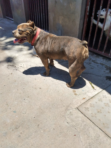 Female American Bully For Sale 