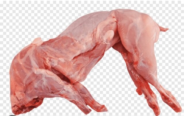 Rabbit