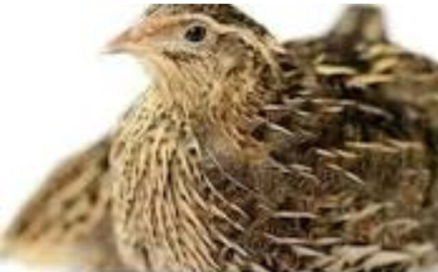 Quail