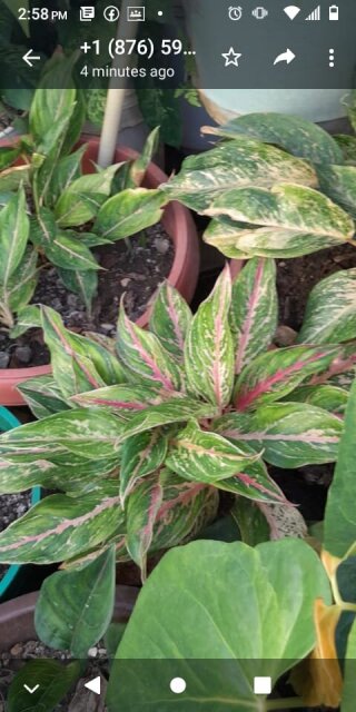 Potted Garden Plants For Sale