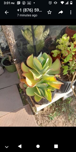 Potted Garden Plants For Sale