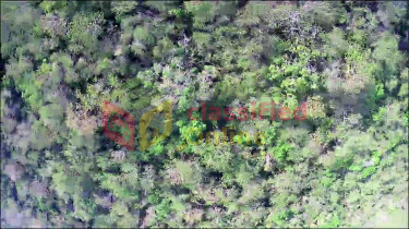 7 Acres Eco Friendly Land-Daniel Town