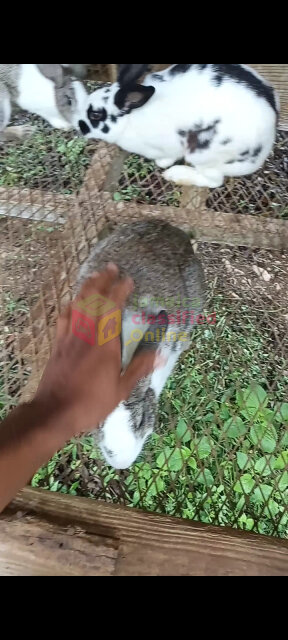 Rabbits For Sale