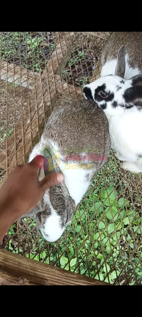 Rabbits For Sale