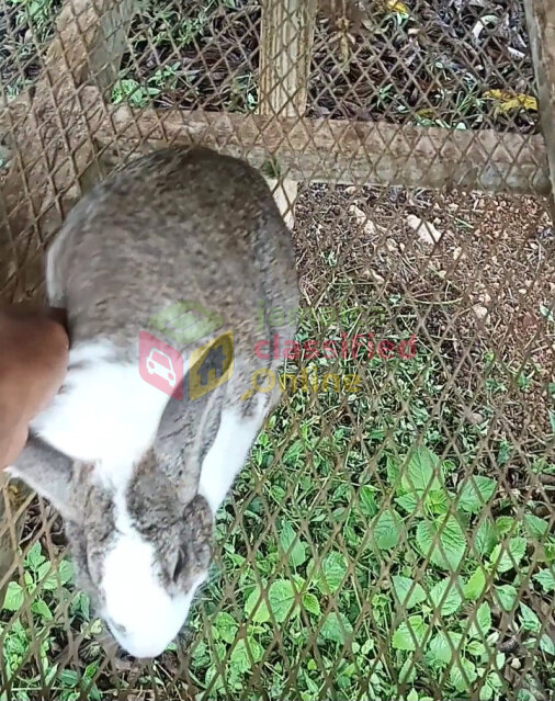 Rabbits For Sale