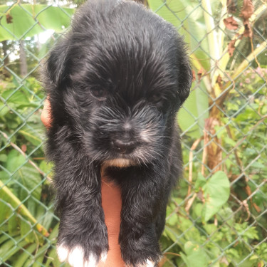 SHIH TZU MIX PUPPIES FOR SALE