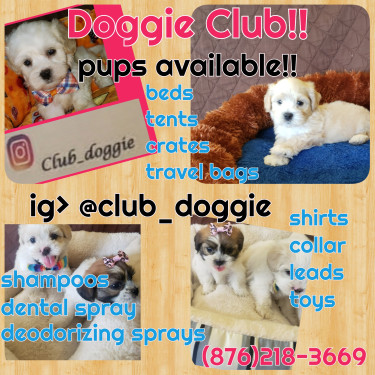 Adorable Shiranian Pups 