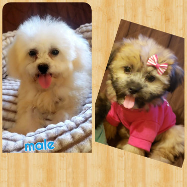 Adorable Shiranian Pups 