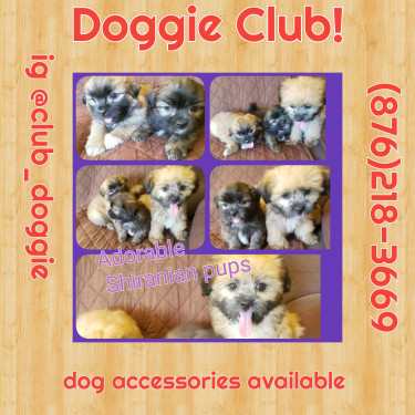 Adorable Shiranian Pups 