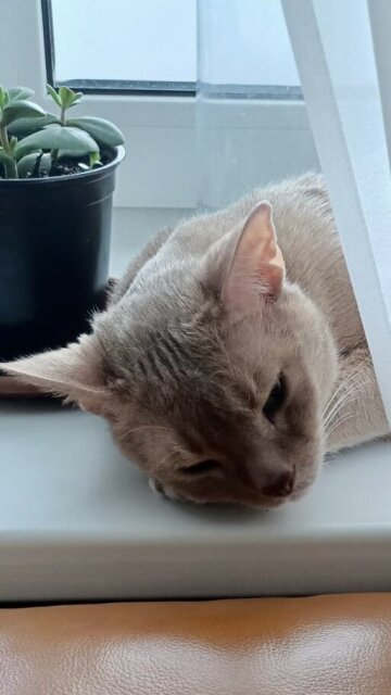 Pet Sitter And Care