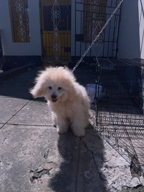 1 Year Old Havanese Female Dog.