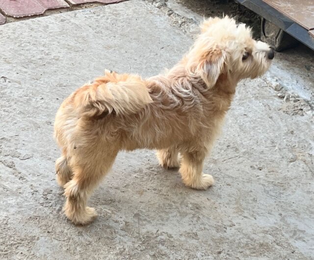 Female Pomeranian/Shih Tzu Mix Puppies