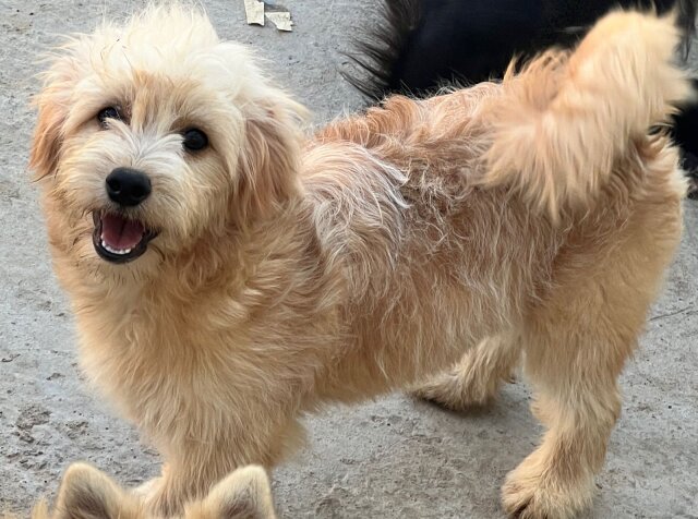 Female Pomeranian/Shih Tzu Mix Puppies