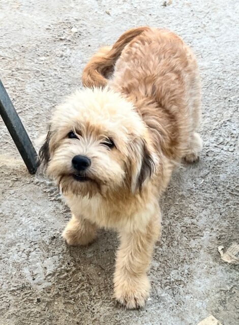 Female Pomeranian/Shih Tzu Mix Puppies