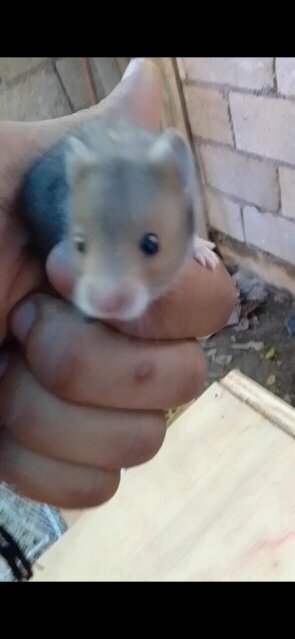 Syrian Hamsters 1500 Each