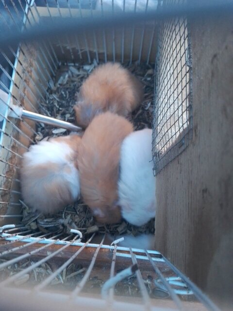 Syrian Hamsters 1500 Each