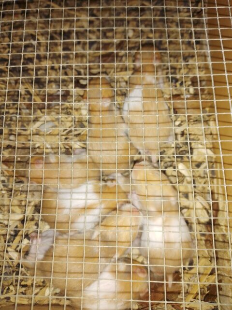 Syrian Hamsters 1500 Each