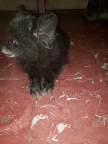 Female Pomeranian Vaccinated,5 Y.o Very Friendly