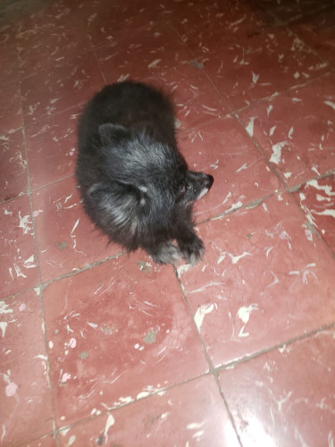 Female Pomeranian Vaccinated,5 Y.o Very Friendly