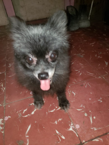 Female Pomeranian Vaccinated,5 Y.o Very Friendly