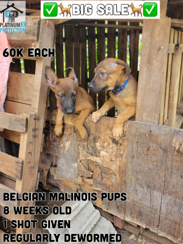 Belgian Malinois Pups