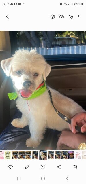 Shi Tzu Male Dog Dogs 6 East Greater Portmore