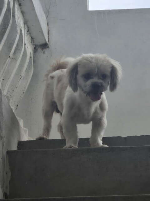 Shi Tzu Male Dog