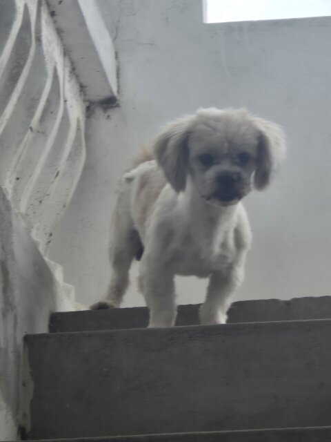 Shi Tzu Male Dog