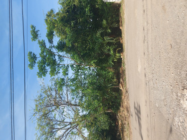 Lands For Sale In St. Andrew