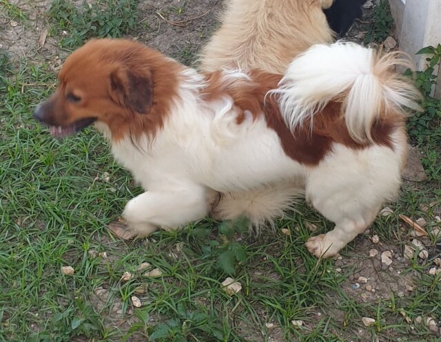 Mature Shih/pom Mix Dogs