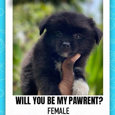 Pomeranian Mix With Papillon