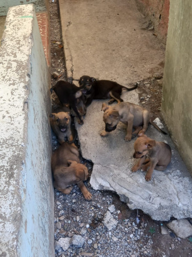 German Shepherd X Mongrel (puppies)